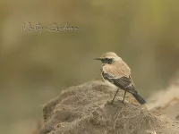 Tapuiten [Oenanthe]
